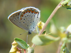 Plebejus