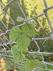 Ipomoea hederacea