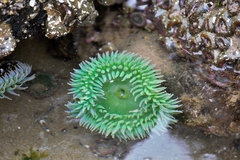 Anthopleura xanthogrammica