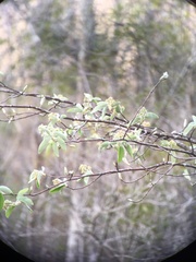 Amelanchier