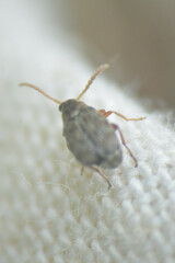 Bruchinae