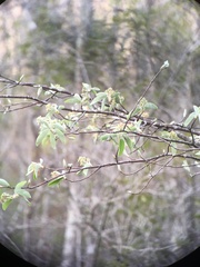 Amelanchier