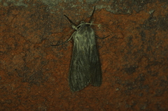 Cucullia intermedia