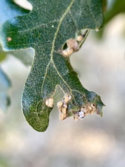 Neuroterus saltatorius