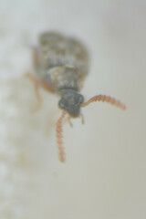 Bruchinae