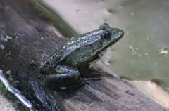 Pelophylax