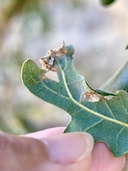 Neuroterus saltatorius