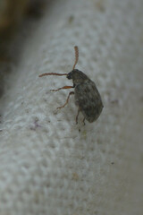 Bruchinae