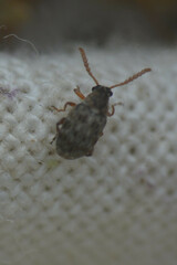 Bruchinae