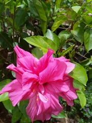 Hibiscus