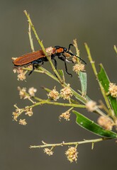 Rhinotia haemoptera