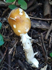 Amanita