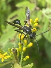 Isodontia
