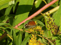 Coenonympha pamphilus