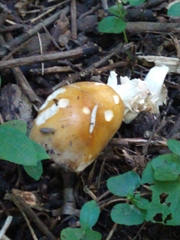 Amanita