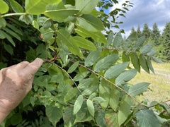 Sorbus americana