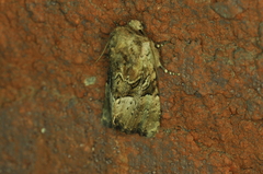 Meropleon diversicolor