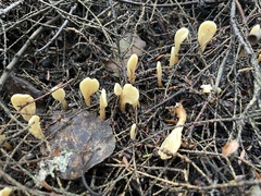 Spathulariopsis velutipes