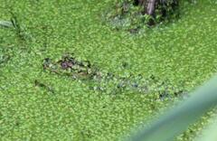 Alligator mississippiensis