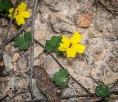 Goodenia rotundifolia
