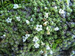 Veronica chionohebe