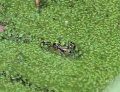 Alligator mississippiensis