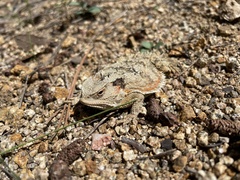 Phrynosoma hernandesi