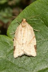 Paramesia gnomana