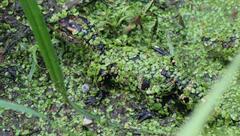 Alligator mississippiensis