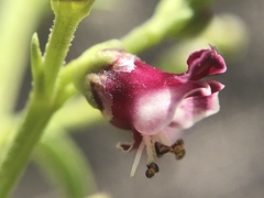 Scrophularia canina