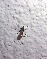 Dorymyrmex bicolor