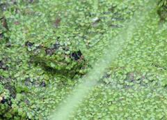 Alligator mississippiensis