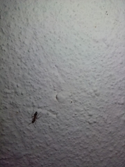 Dorymyrmex bicolor