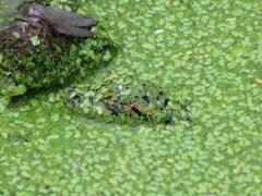 Alligator mississippiensis