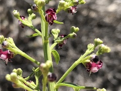 Scrophularia canina