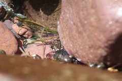 Pachygrapsus crassipes