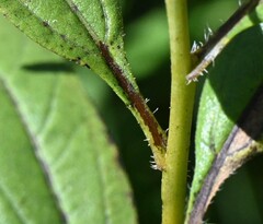 Helianthus nuttallii