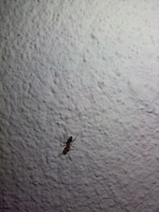 Dorymyrmex bicolor