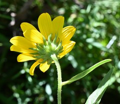 Helianthus nuttallii