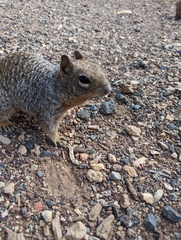 Otospermophilus variegatus