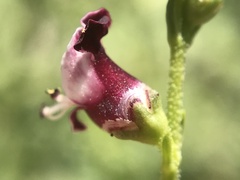 Scrophularia canina