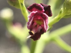 Scrophularia canina