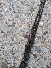Lycorma delicatula
