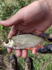 Scardinius erythrophthalmus