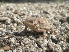 Phrynosoma hernandesi