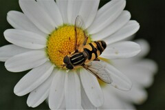 Helophilus fasciatus
