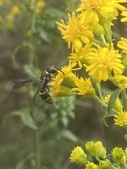 Ancistrocerus adiabatus