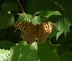 Argynnis paphia