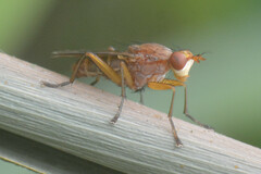 Sciomyzidae