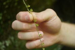 Mitella diphylla